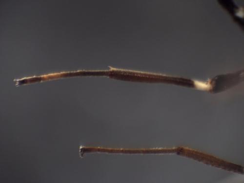 Xorides sepulchralis